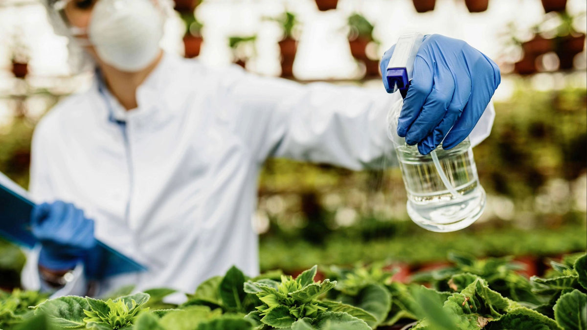Gloved hand spraying a liquid fertiliser solution over young plants