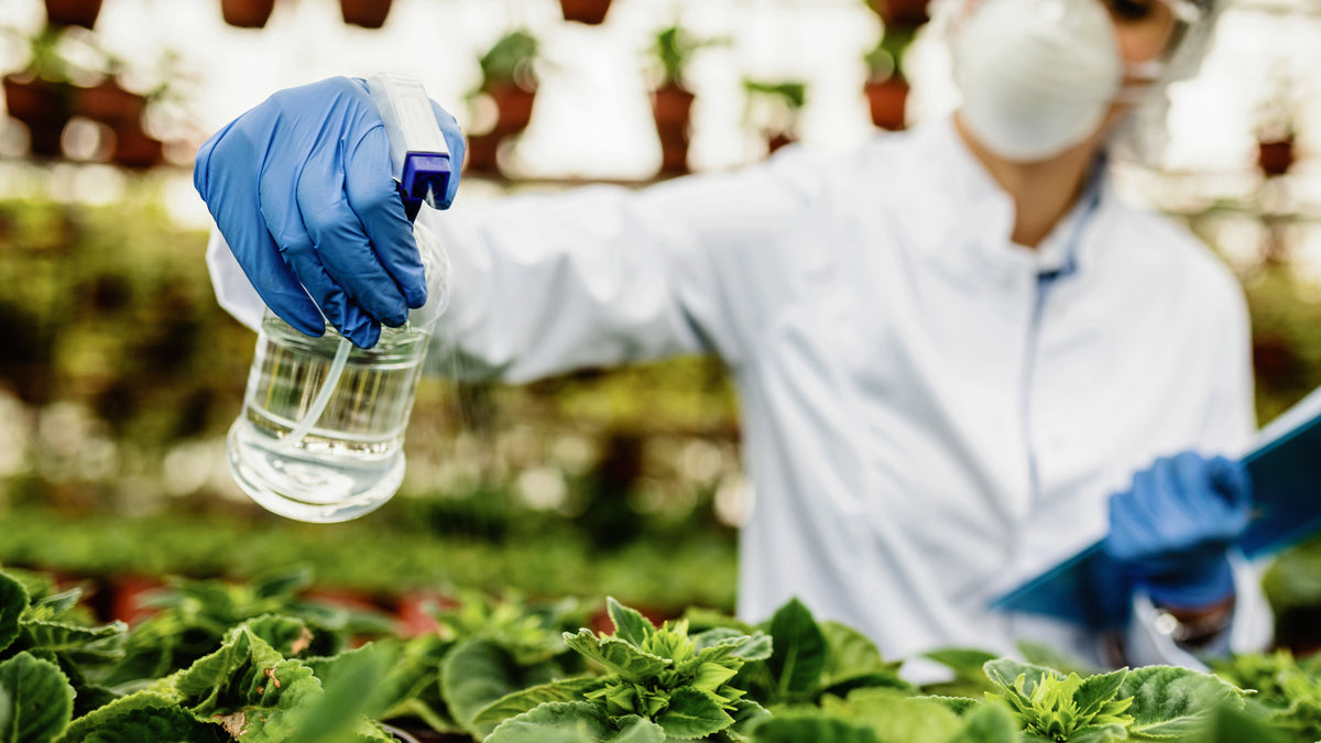 Plant scientist spraying a nutrient solution onto young plants in a nursery