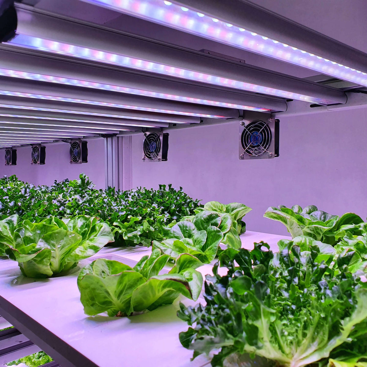 Leafy plants growing hydroponically under LED grow lights